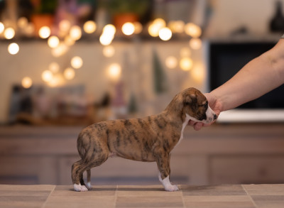 Les chiots de Whippet
