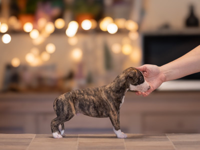 Les chiots de Whippet