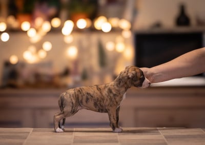 Les chiots de Whippet