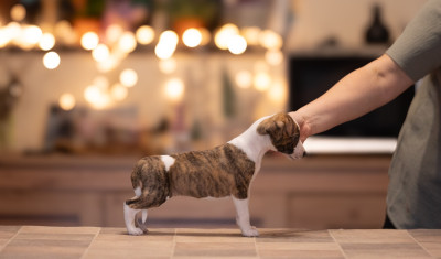 Les chiots de Whippet