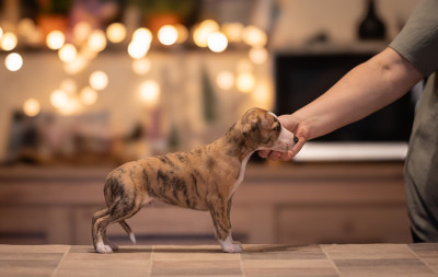 Les chiots de Whippet