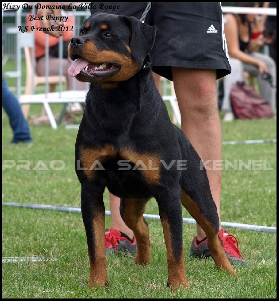 Hizy du domaine la Villa Rouge - Classe Puppy VV10