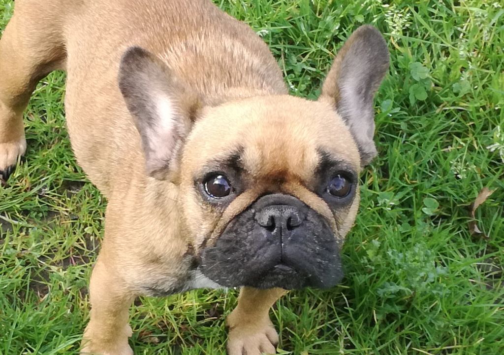 Publication : de Goldenhouse