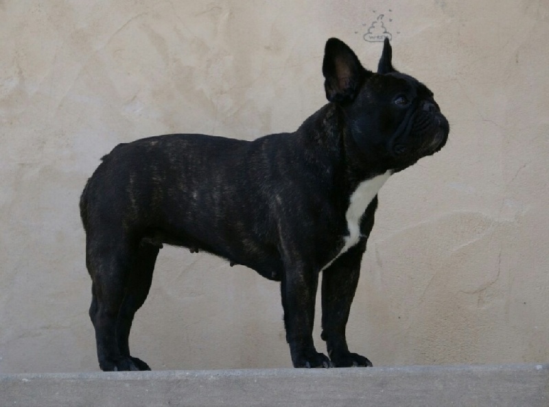 Publication : de Goldenhouse Auteur : Chloé Labrousse