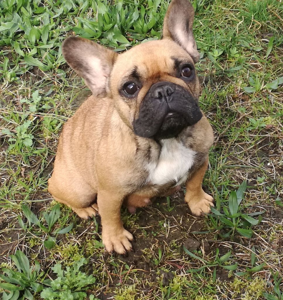 Publication : de Goldenhouse