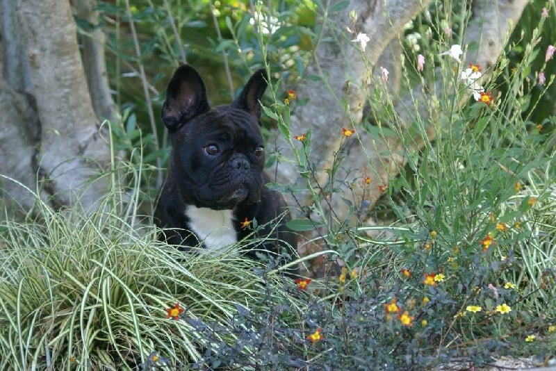 Publication : de Goldenhouse Auteur : Chloé Labrousse