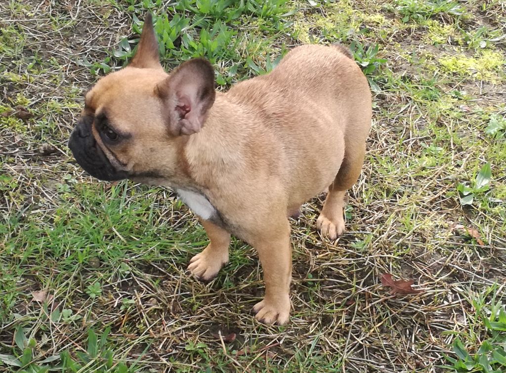 Publication : de Goldenhouse