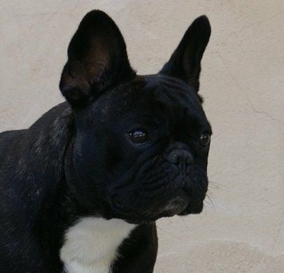 Publication : de Goldenhouse Auteur : Chloé Labrousse