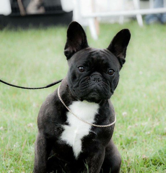 Publication : de Goldenhouse Auteur : Chloé Labrousse