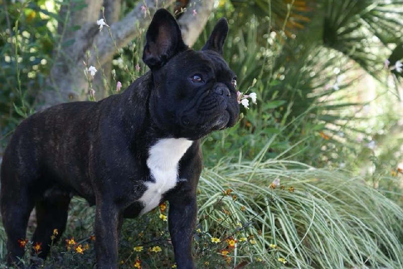 Publication : de Goldenhouse Auteur : Chloé Labrousse