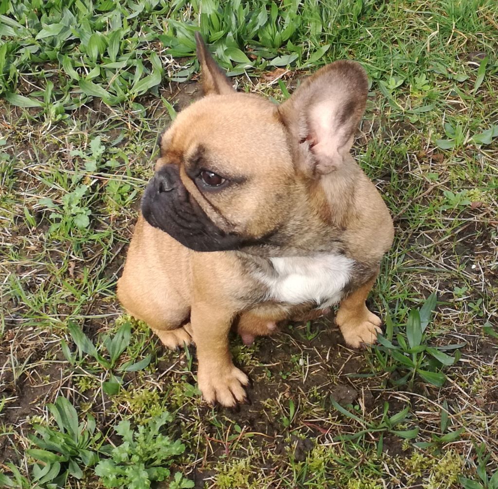 Publication : de Goldenhouse