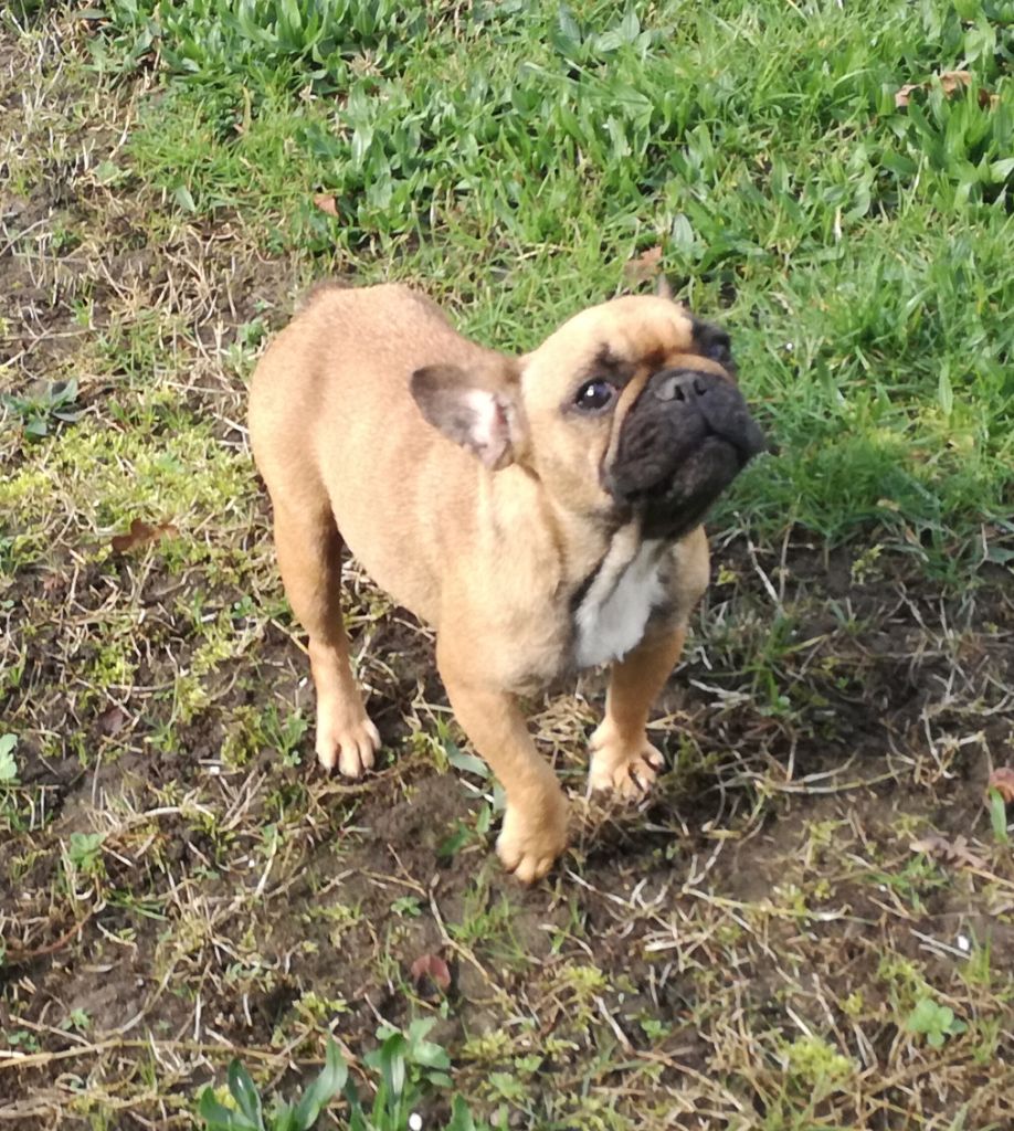 Publication : de Goldenhouse