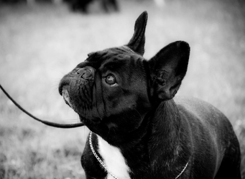 Publication : de Goldenhouse Auteur : Chloé Labrousse