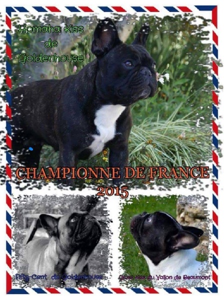 Publication : de Goldenhouse Auteur : Chloé Labrousse