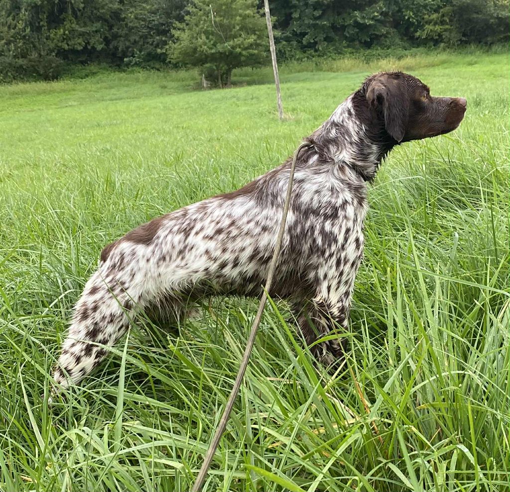 Volt De La Source Du Bois Bouquet
