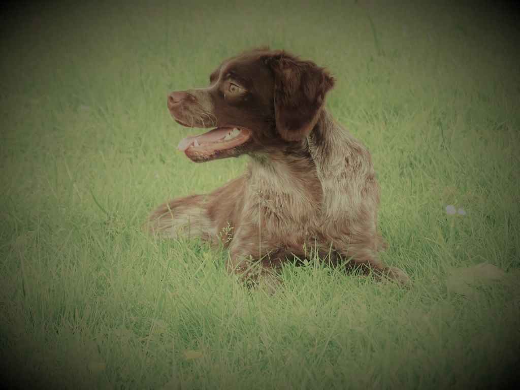 Lago Du bois des ecrivains