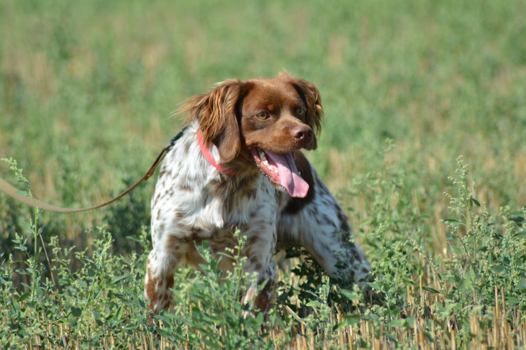 Volt De La Source Du Bois Bouquet