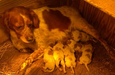 Les chiots de Epagneul Breton