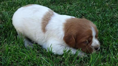 Les chiots de Epagneul Breton