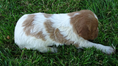 Les chiots de Epagneul Breton