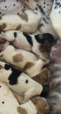 Les chiots de Epagneul Breton