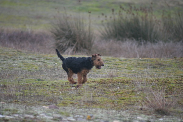 Etincelle du Bois Barré