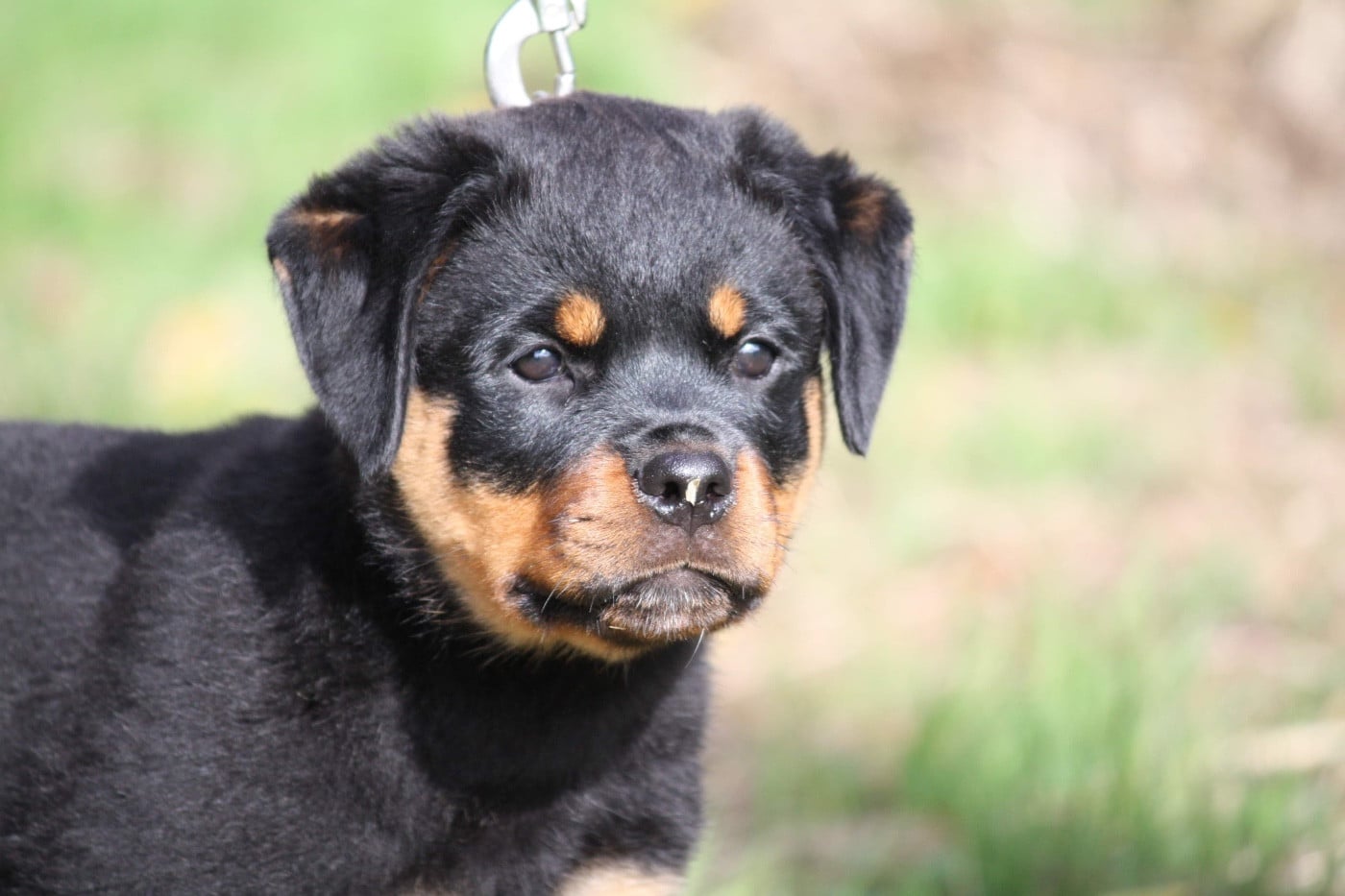 Swarovski dite Rosa des fils de Nwenco