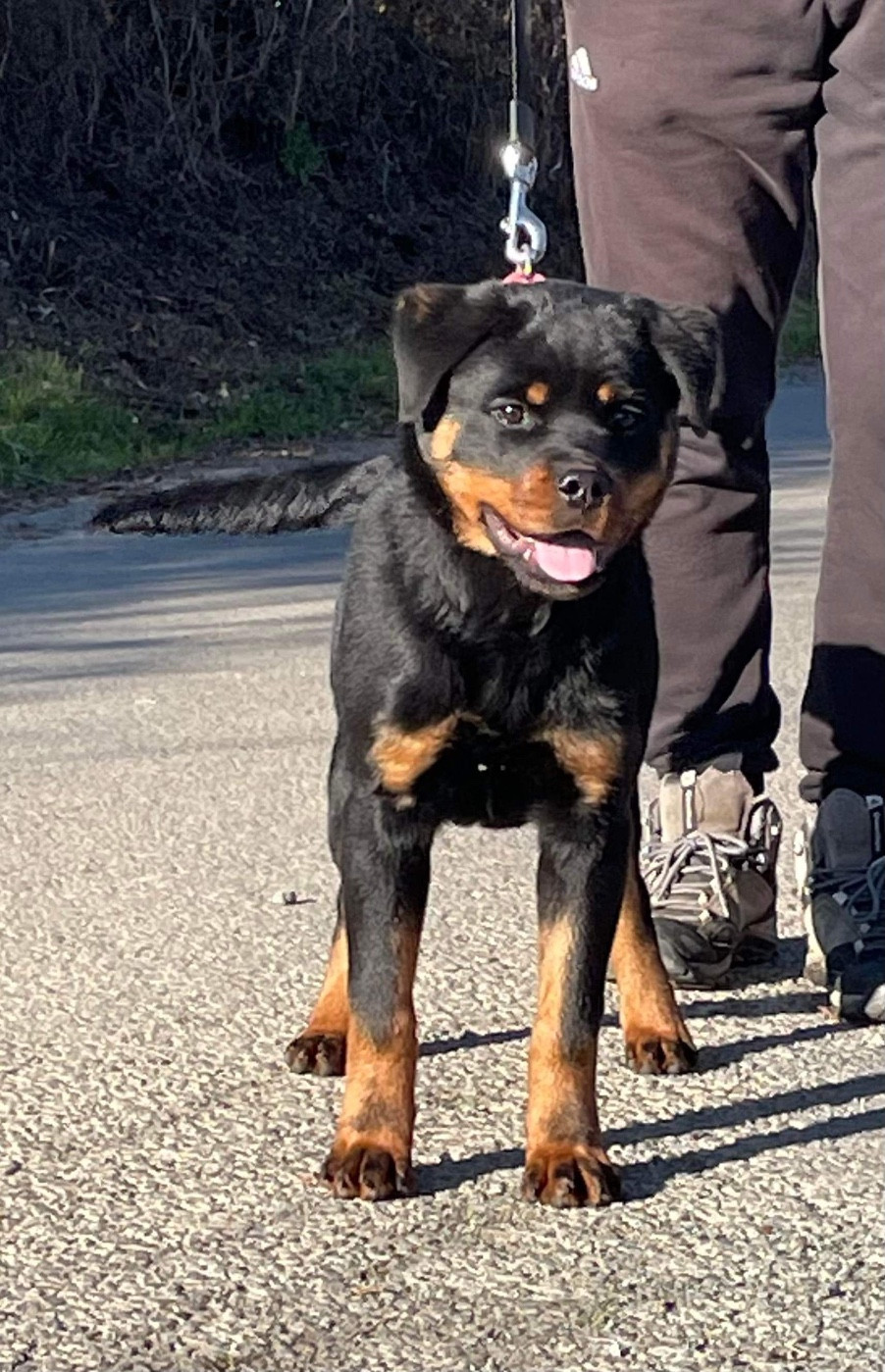 Swarovski dite Rosa des fils de Nwenco