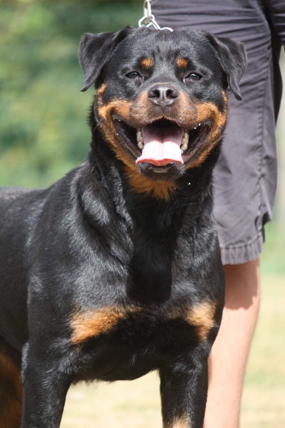 Swarovski dite Rosa des fils de Nwenco