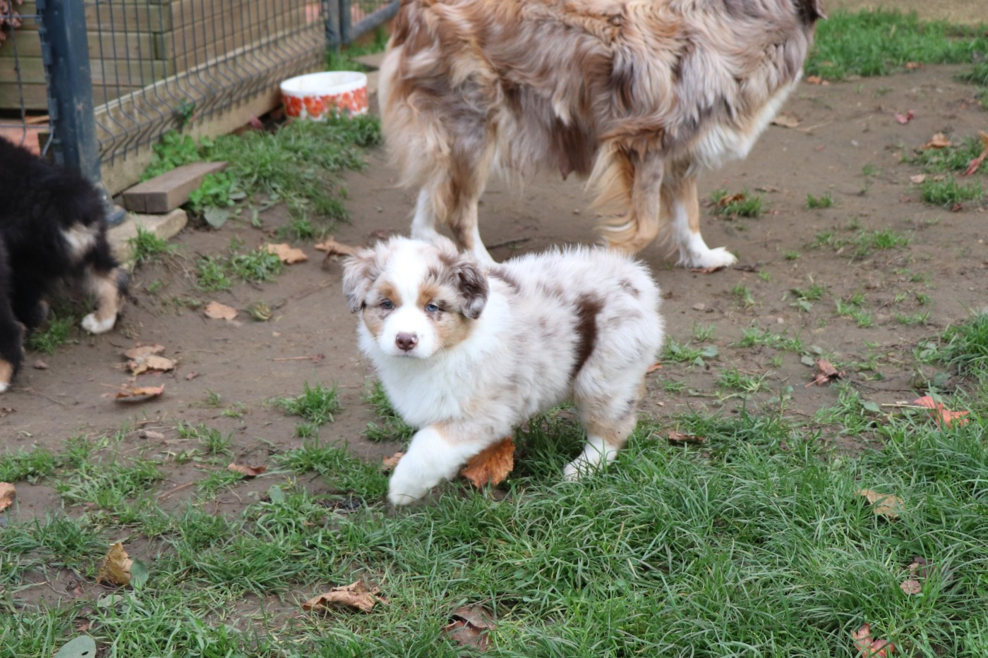 Berger Australien - du Chemin de la Cottière