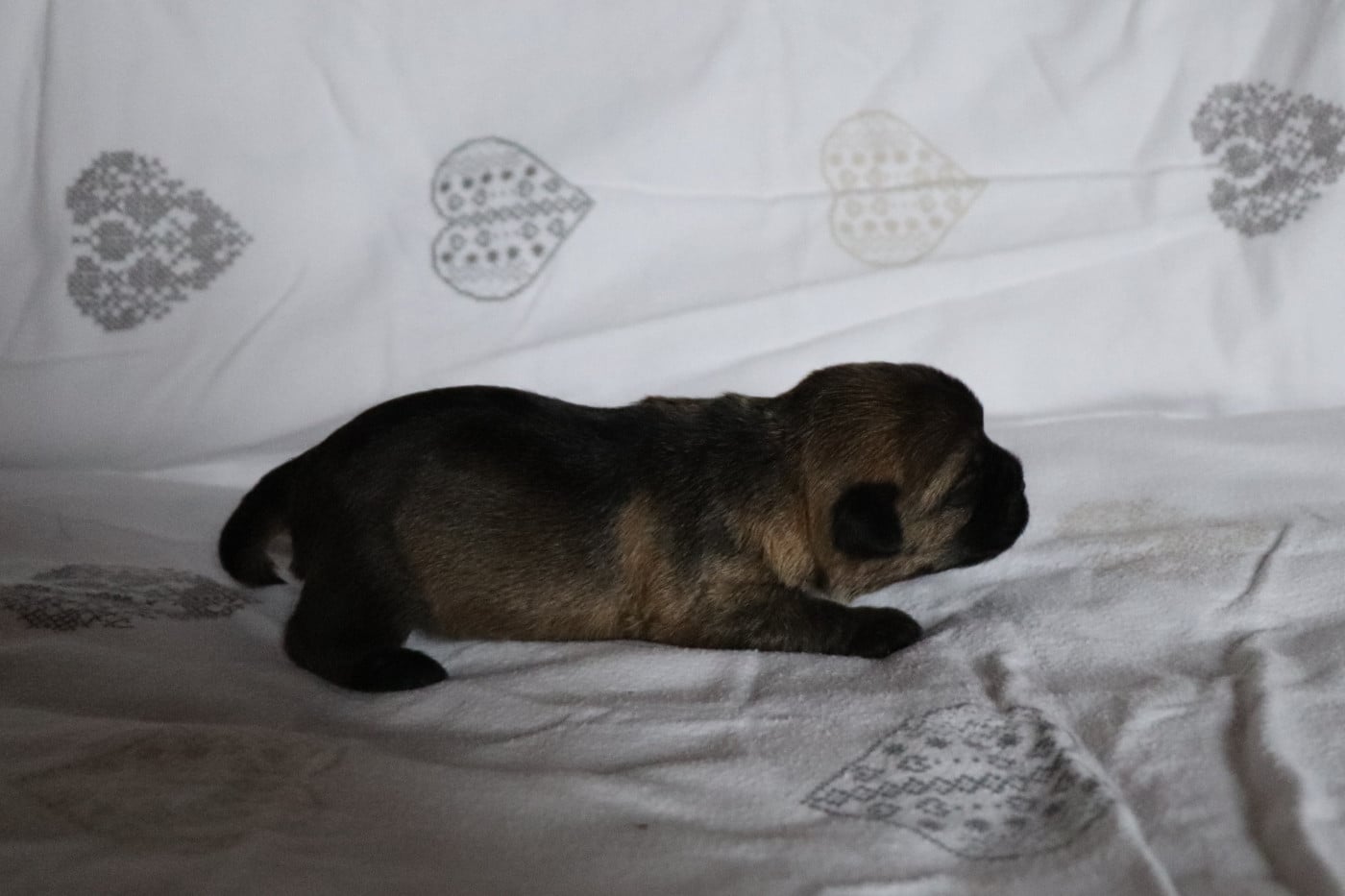 femelle grizzle 2 - Border Terrier