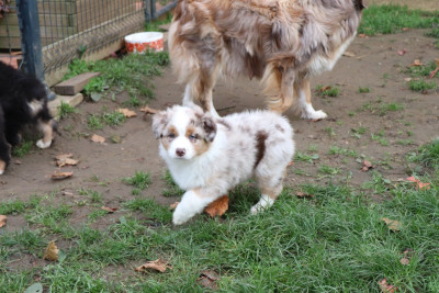 Les chiots de Berger Australien