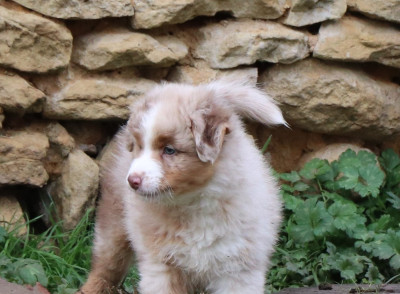 Les chiots de Berger Australien