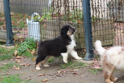 Les chiots de Berger Australien