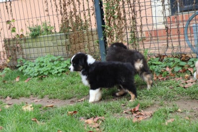Les chiots de Berger Australien