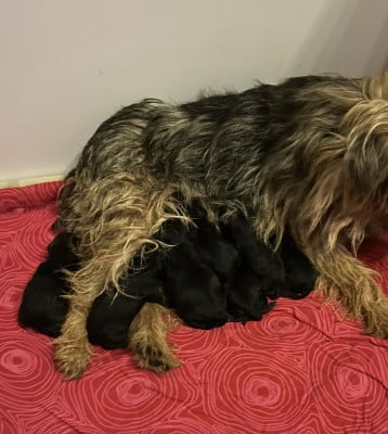 Les chiots de Border Terrier
