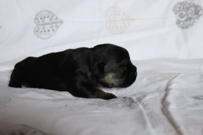 Les chiots de Border Terrier