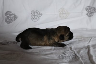 Les chiots de Border Terrier