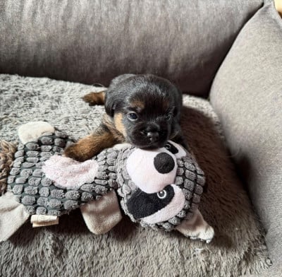 Les chiots de Border Terrier