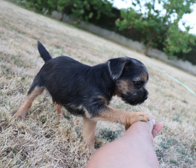 Les chiots de Border Terrier