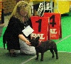 blum's little flowers Brindle beauty - 1e youth class female Jgd.CAC