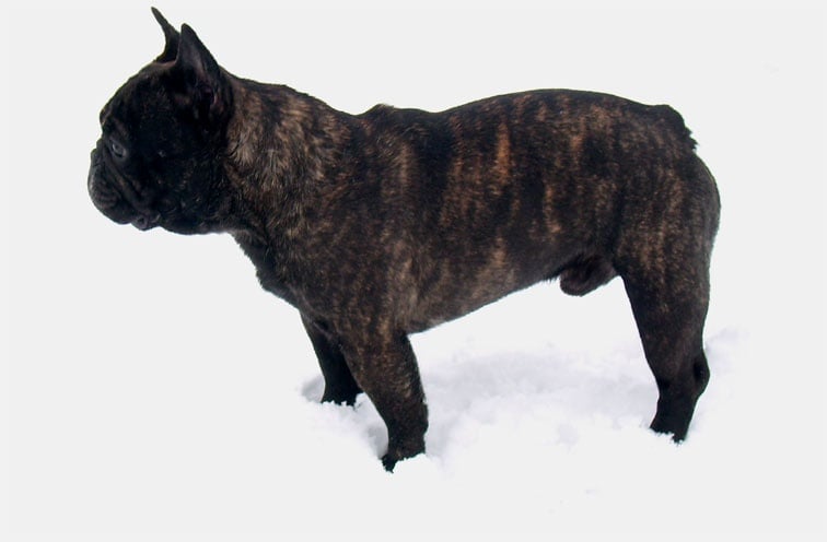 CH. Cadbury Angels Bijoux - 1 e place classe intermediaire male