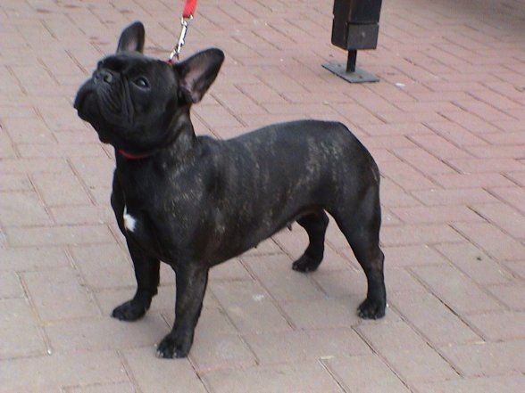 CH. Cadbury Angels Bijoux - excellent