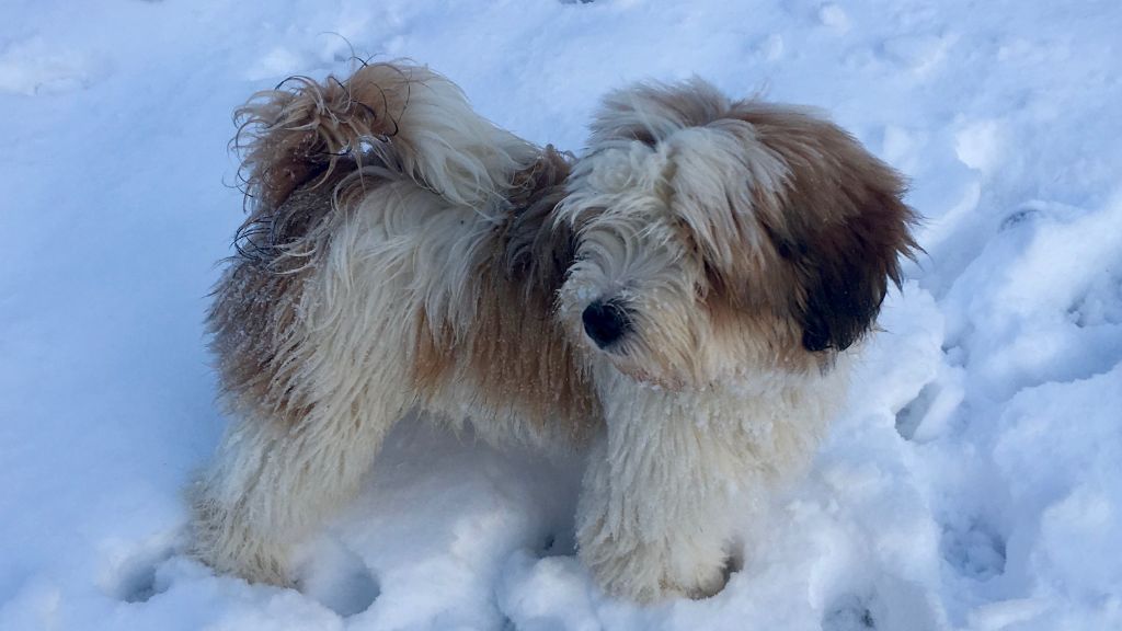 Accueil Elevage De Lo Mantang Eleveur De Chiens Terrier