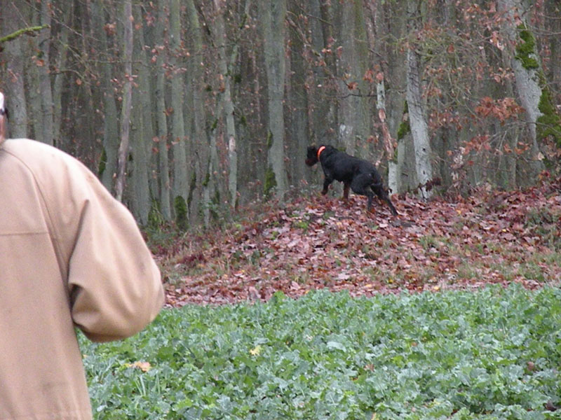 Publication : de saint vigor Auteur : M.P