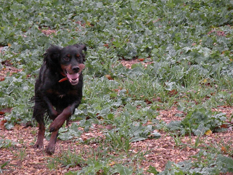 Publication : de saint vigor Auteur : M.P