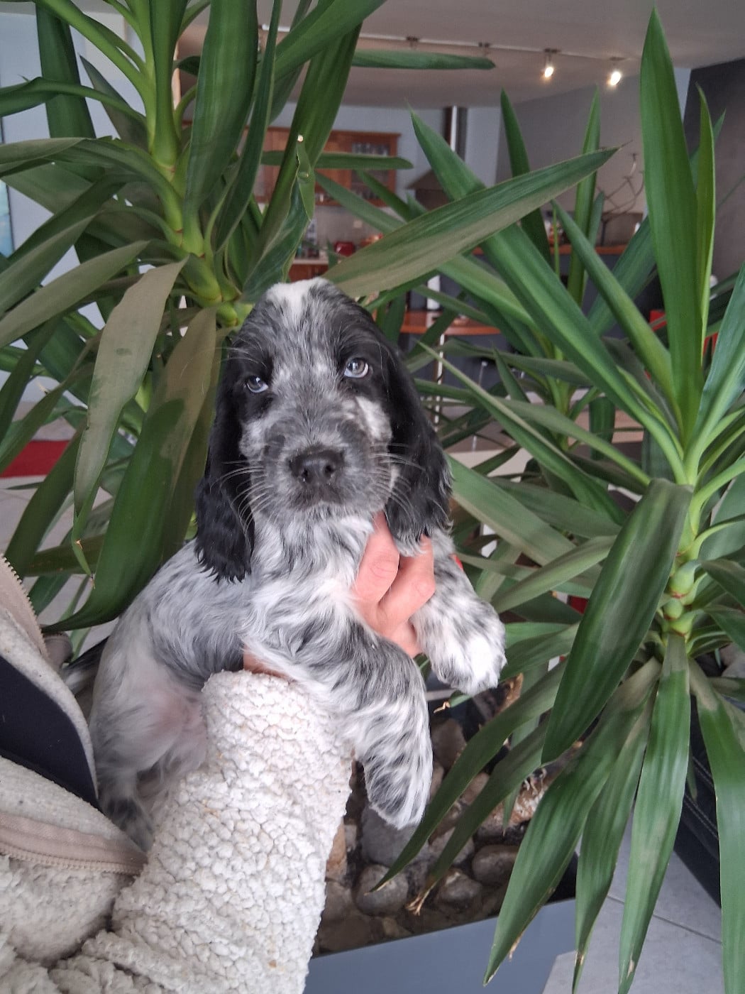 Cocker Spaniel Anglais - du bois des volcans