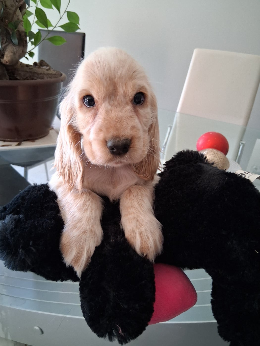 Cocker Spaniel Anglais - du bois des volcans