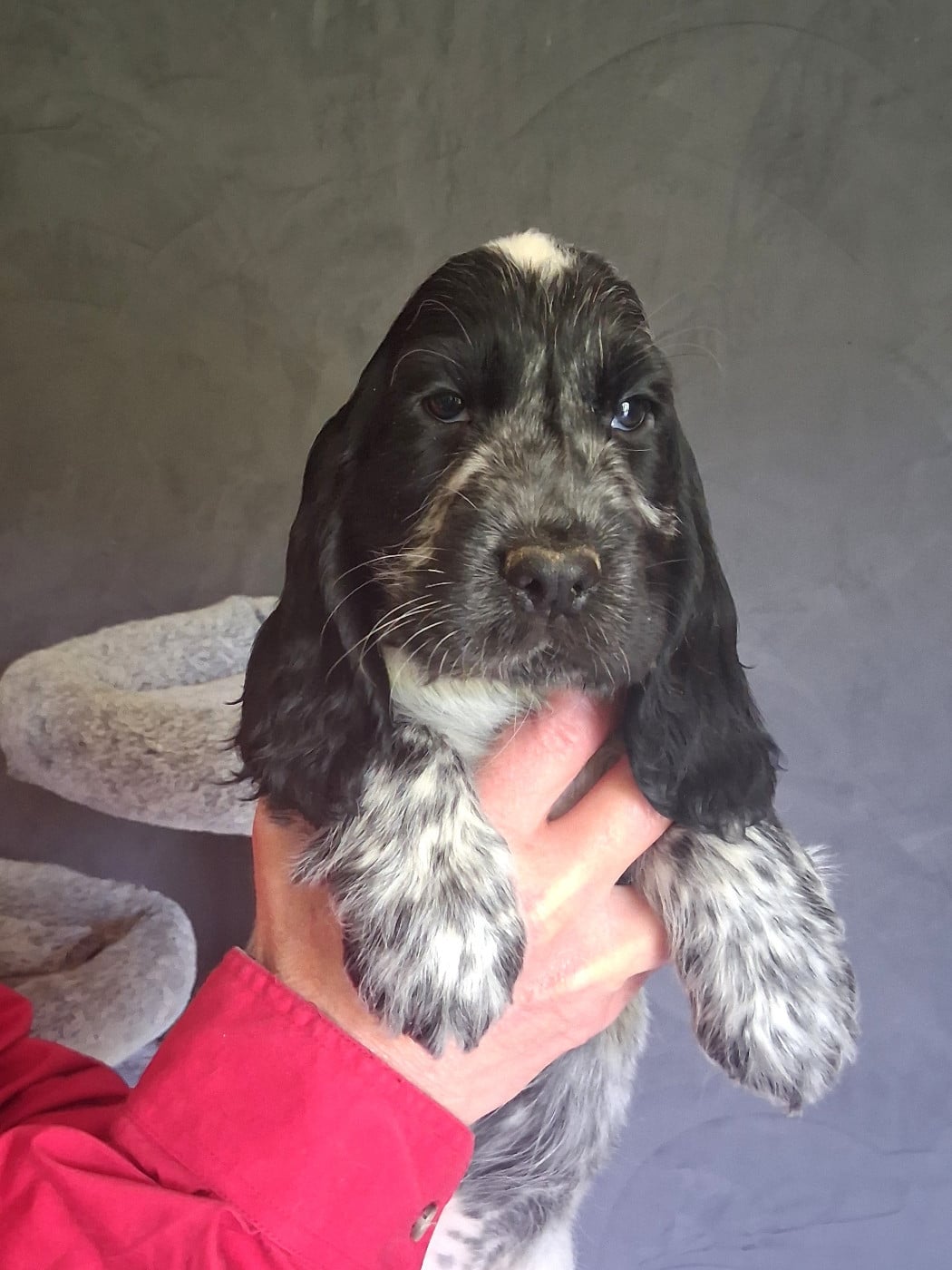 Cocker Spaniel Anglais - du bois des volcans