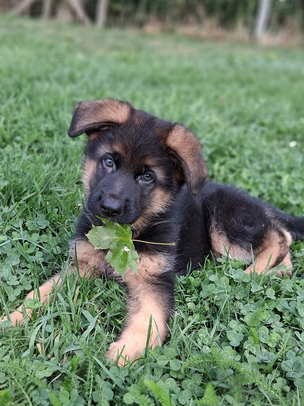 Chiot N°1